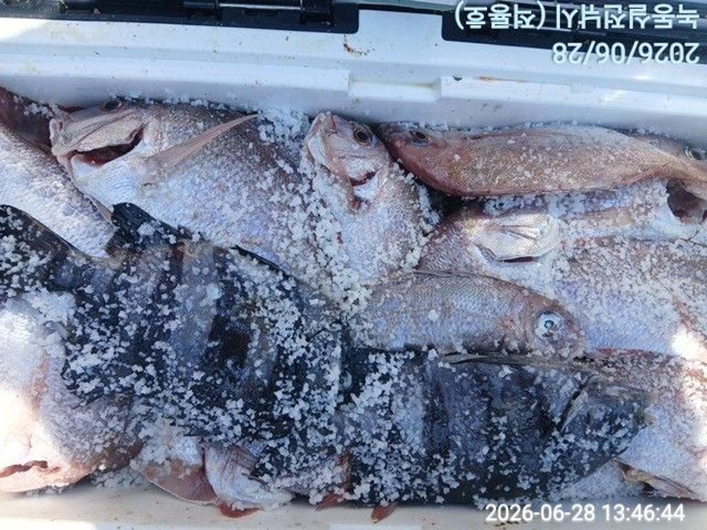 낚시뚜,돌돔,벵에돔,참돔,녹동항,실전낚시,낚시뚜10