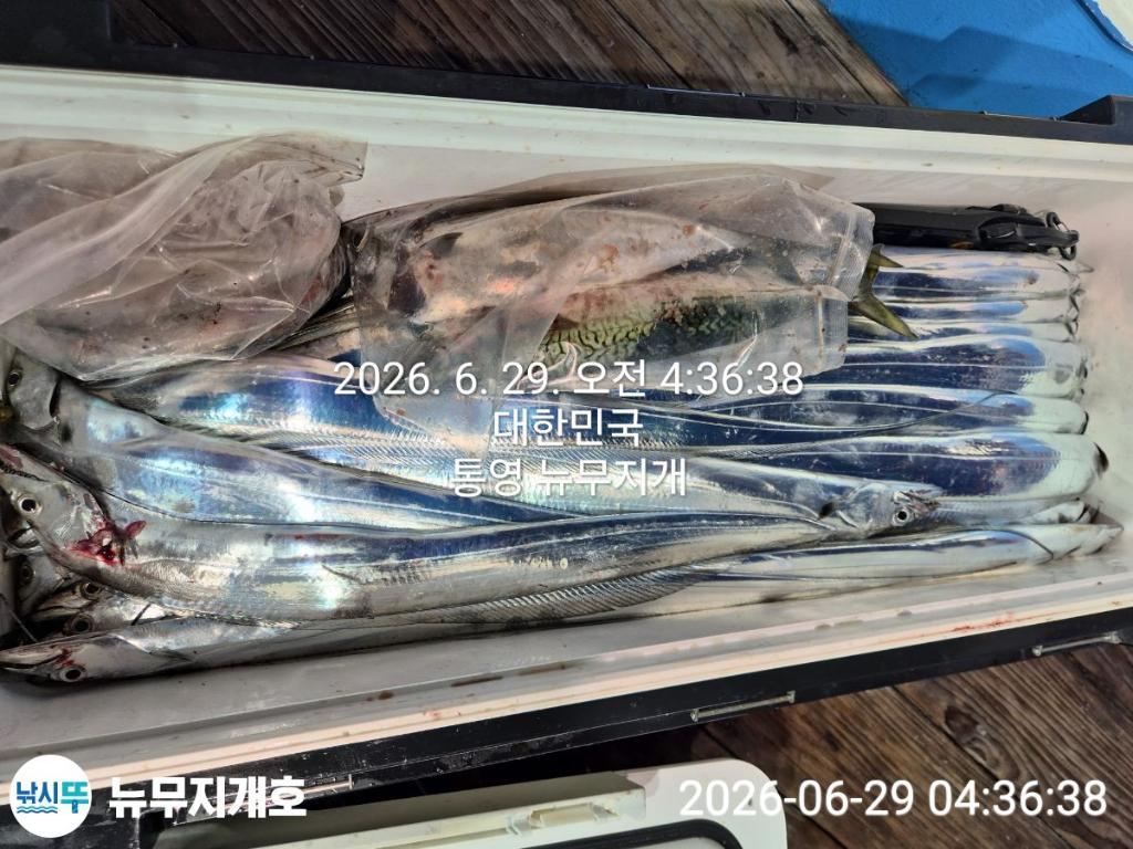 낚시뚜,갈치,통영영운리항,뉴무지개호,낚시뚜15