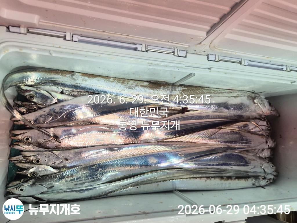 낚시뚜,갈치,통영영운리항,뉴무지개호,낚시뚜14