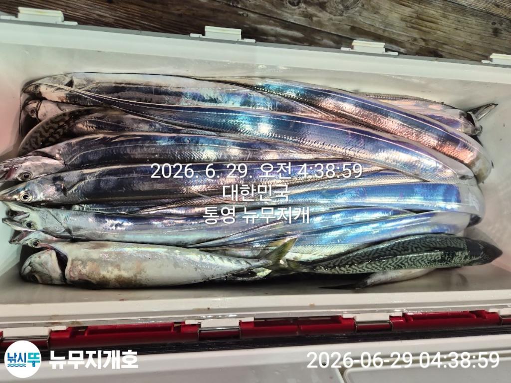 낚시뚜,갈치,통영영운리항,뉴무지개호,낚시뚜13
