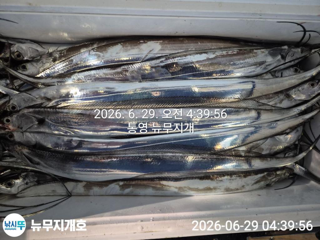 낚시뚜,갈치,통영영운리항,뉴무지개호,낚시뚜12