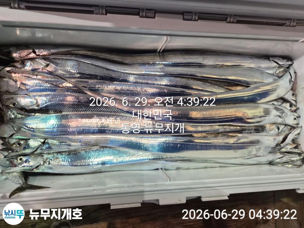 낚시뚜,갈치,통영영운리항,뉴무지개호,낚시뚜11
