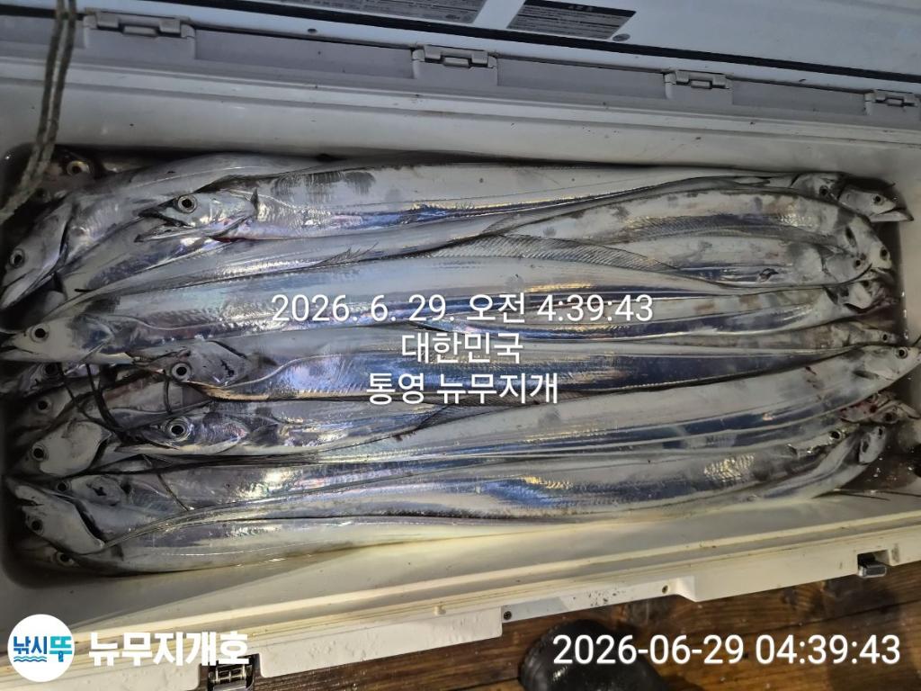 낚시뚜,갈치,통영영운리항,뉴무지개호,낚시뚜10