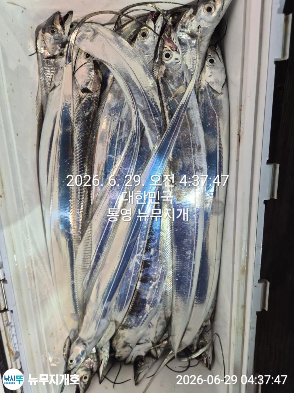 낚시뚜,갈치,통영영운리항,뉴무지개호,낚시뚜9