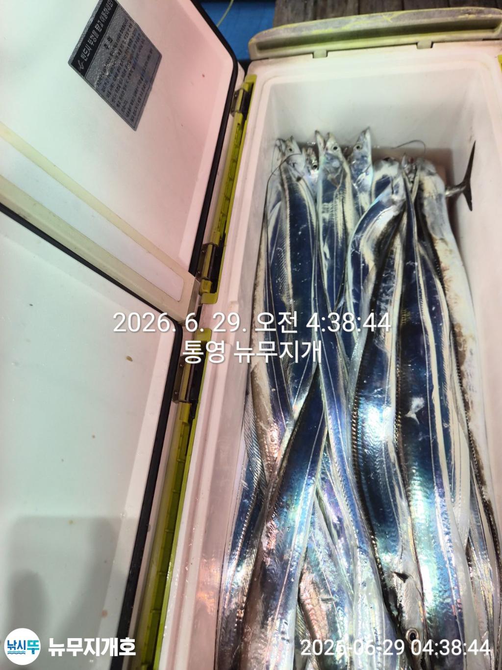 낚시뚜,갈치,통영영운리항,뉴무지개호,낚시뚜8