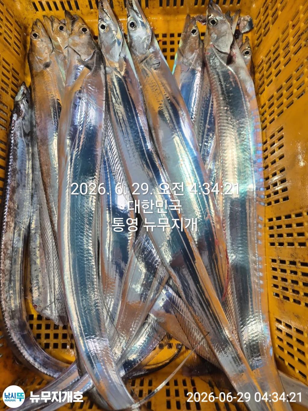 낚시뚜,갈치,통영영운리항,뉴무지개호,낚시뚜4