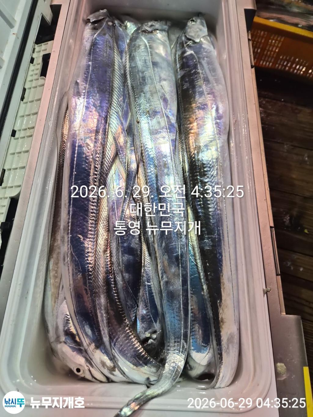 낚시뚜,갈치,통영영운리항,뉴무지개호,낚시뚜2