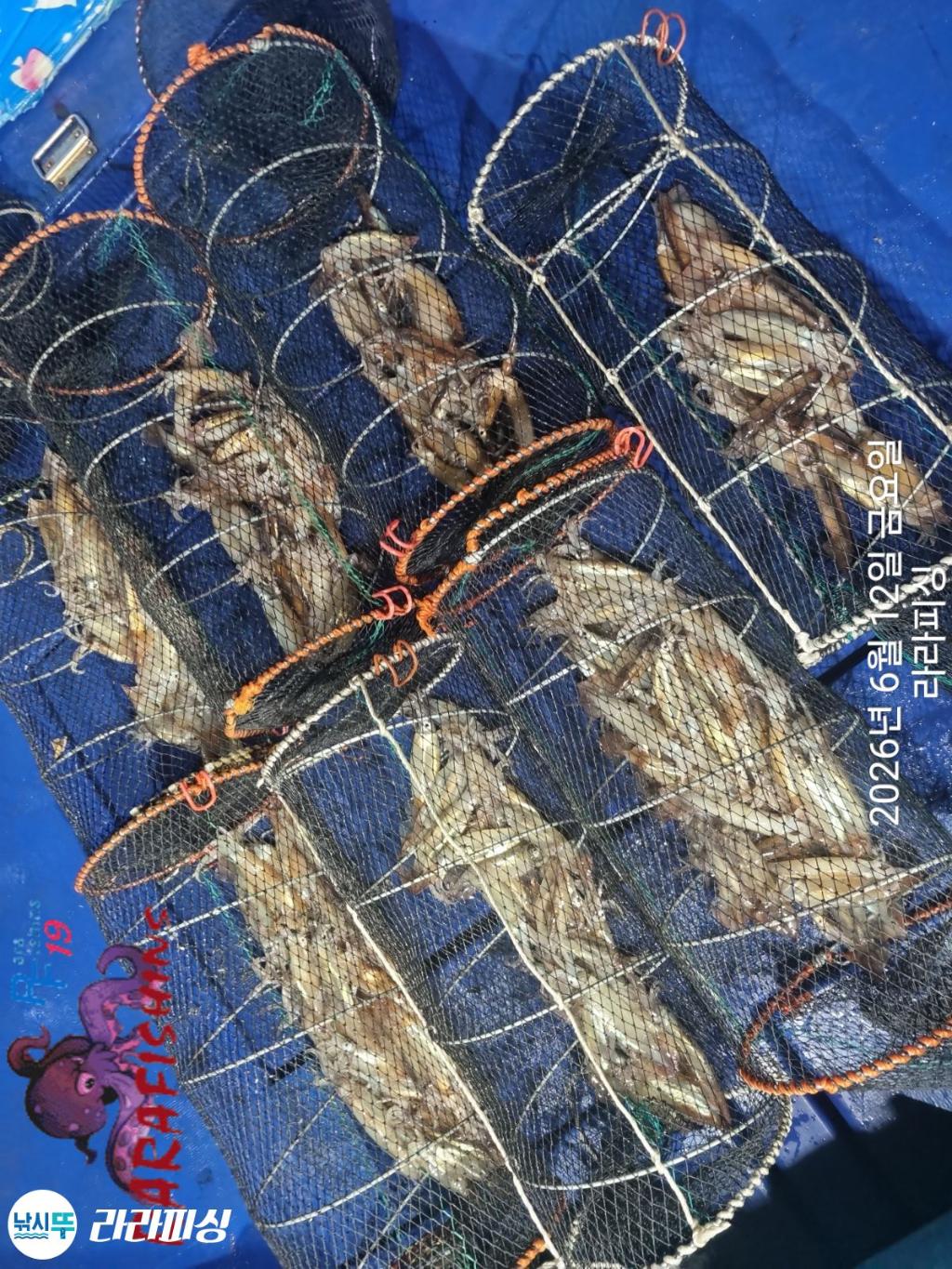 낚시뚜,화살촉오징어,속천항(진해),라라피싱,낚시뚜24