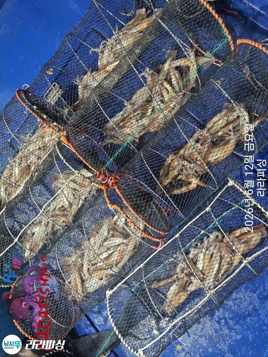 낚시뚜,화살촉오징어,속천항(진해),라라피싱,낚시뚜22