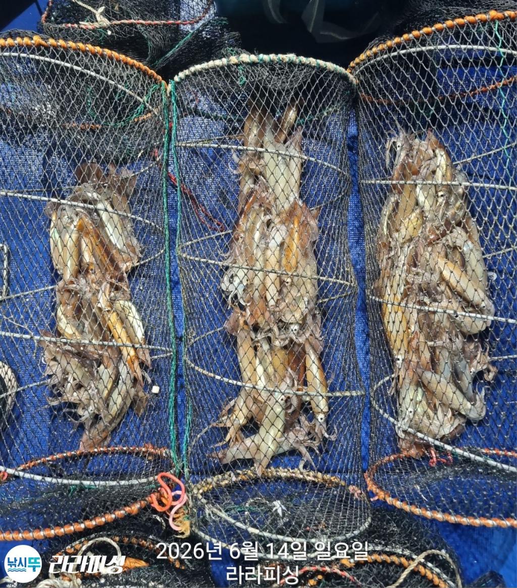 낚시뚜,화살촉오징어,속천항(진해),라라피싱,낚시뚜16