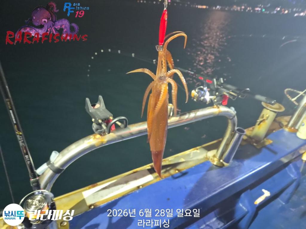 낚시뚜,화살촉오징어,속천항(진해),라라피싱,낚시뚜1