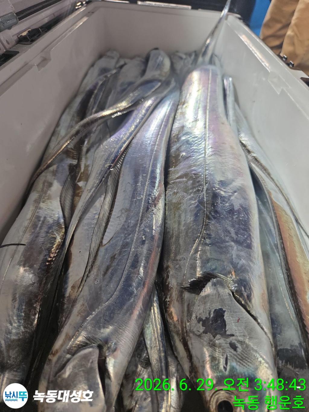 낚시뚜,갈치,녹동항,녹동대성호,낚시뚜65
