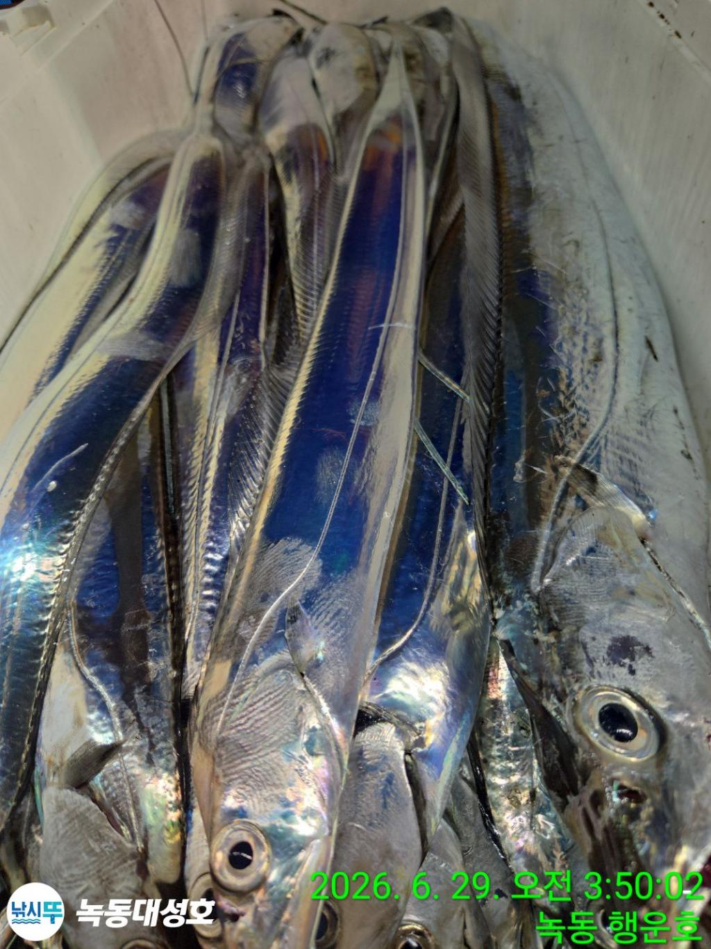 낚시뚜,갈치,녹동항,녹동대성호,낚시뚜64