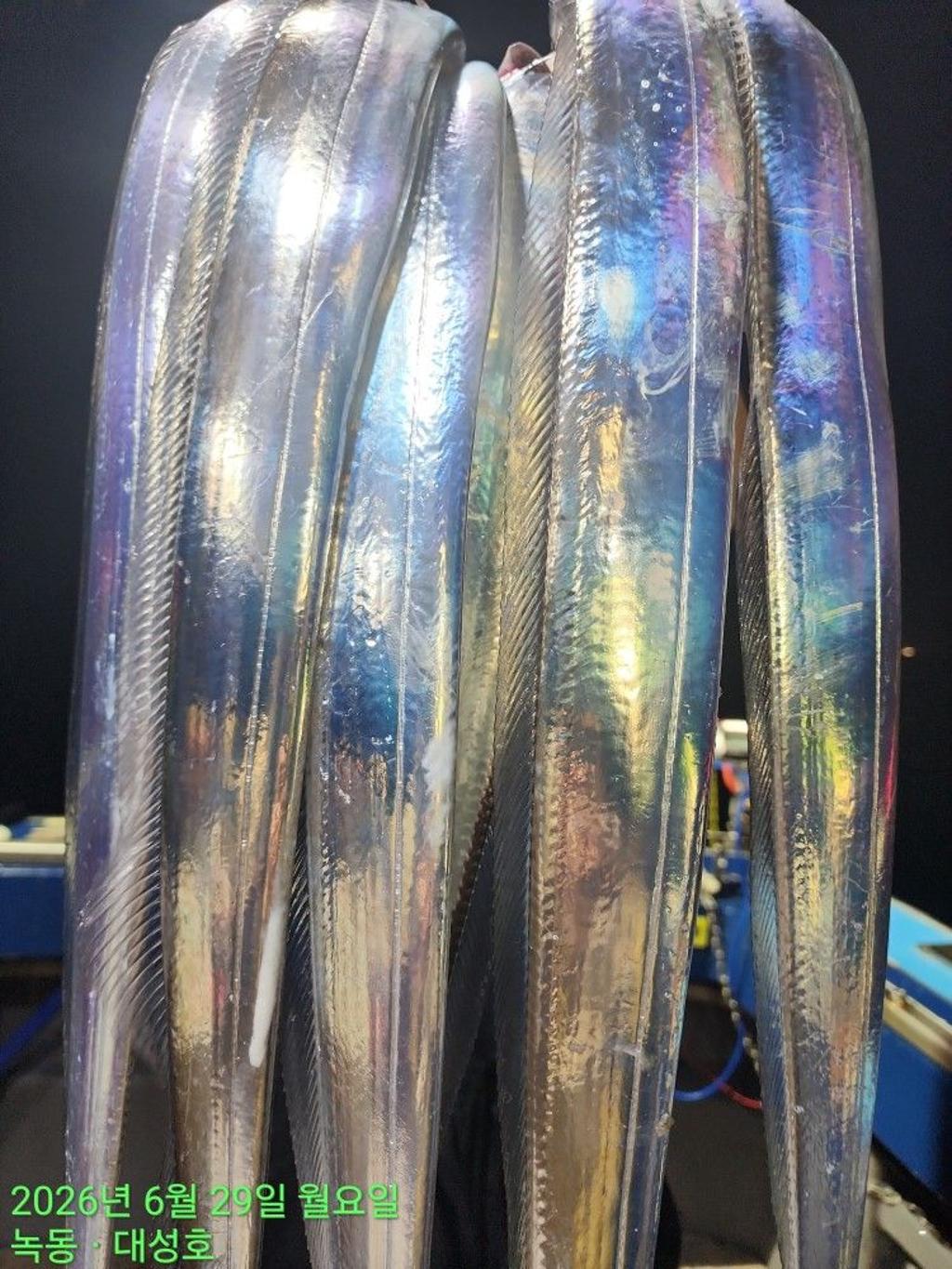 낚시뚜,갈치,녹동항,녹동대성호,낚시뚜28