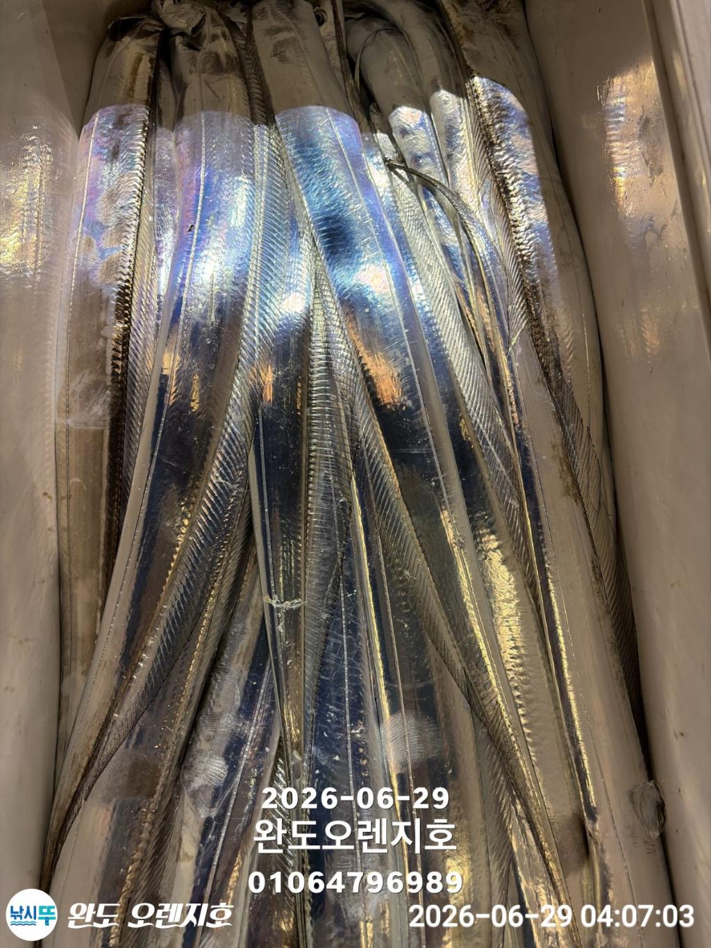 낚시뚜,갈치,완도항,완도 오렌지호,낚시뚜21