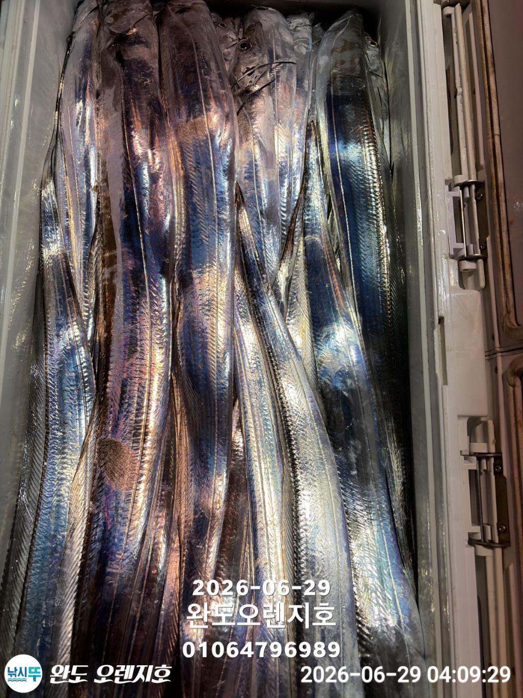 낚시뚜,갈치,완도항,완도 오렌지호,낚시뚜20