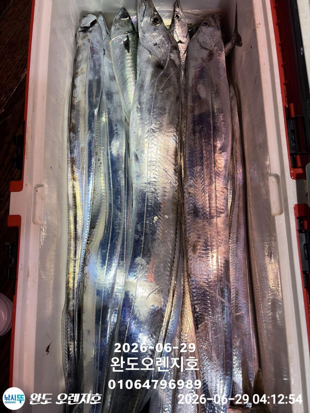 낚시뚜,갈치,완도항,완도 오렌지호,낚시뚜18