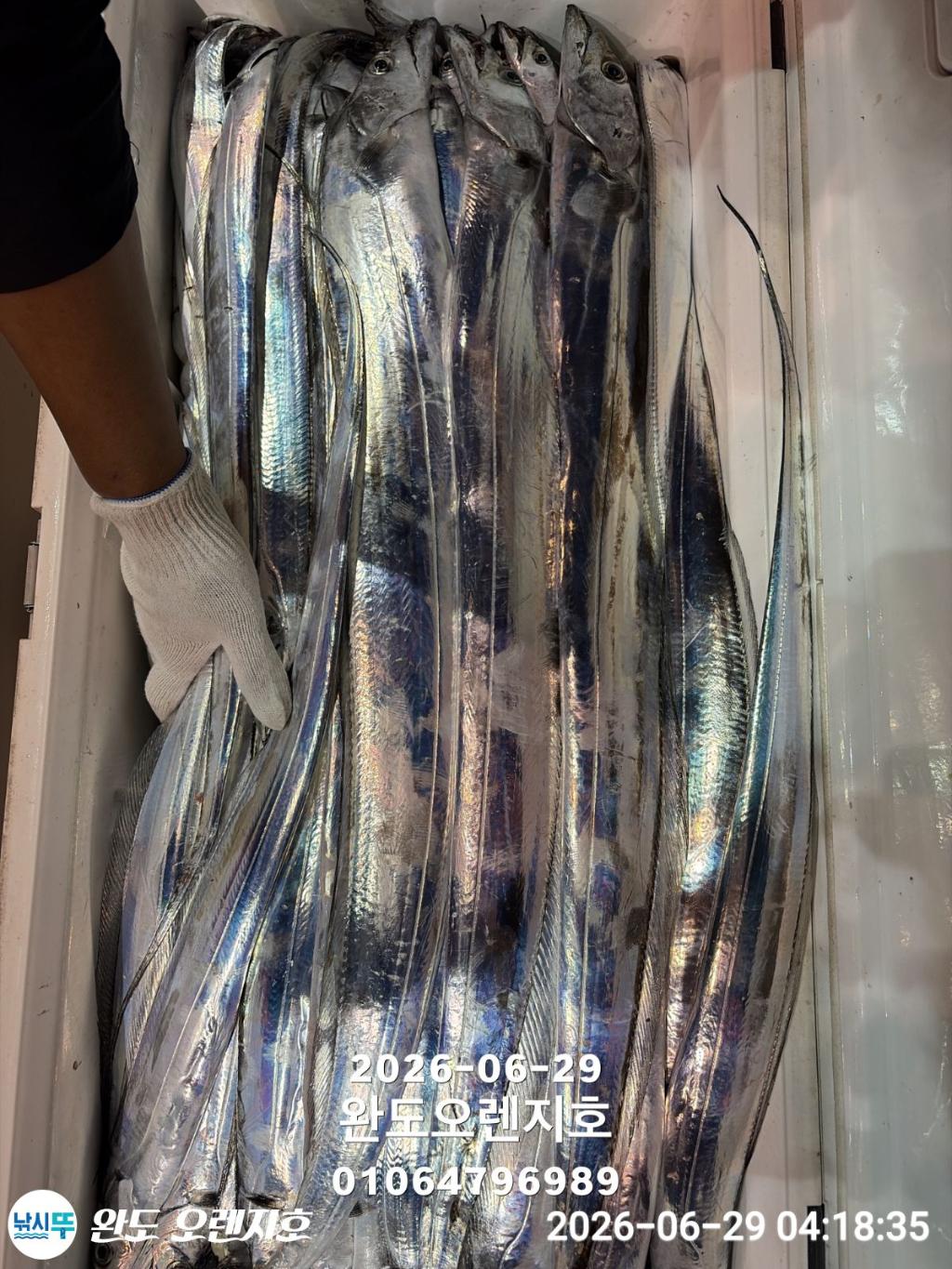 낚시뚜,갈치,완도항,완도 오렌지호,낚시뚜17