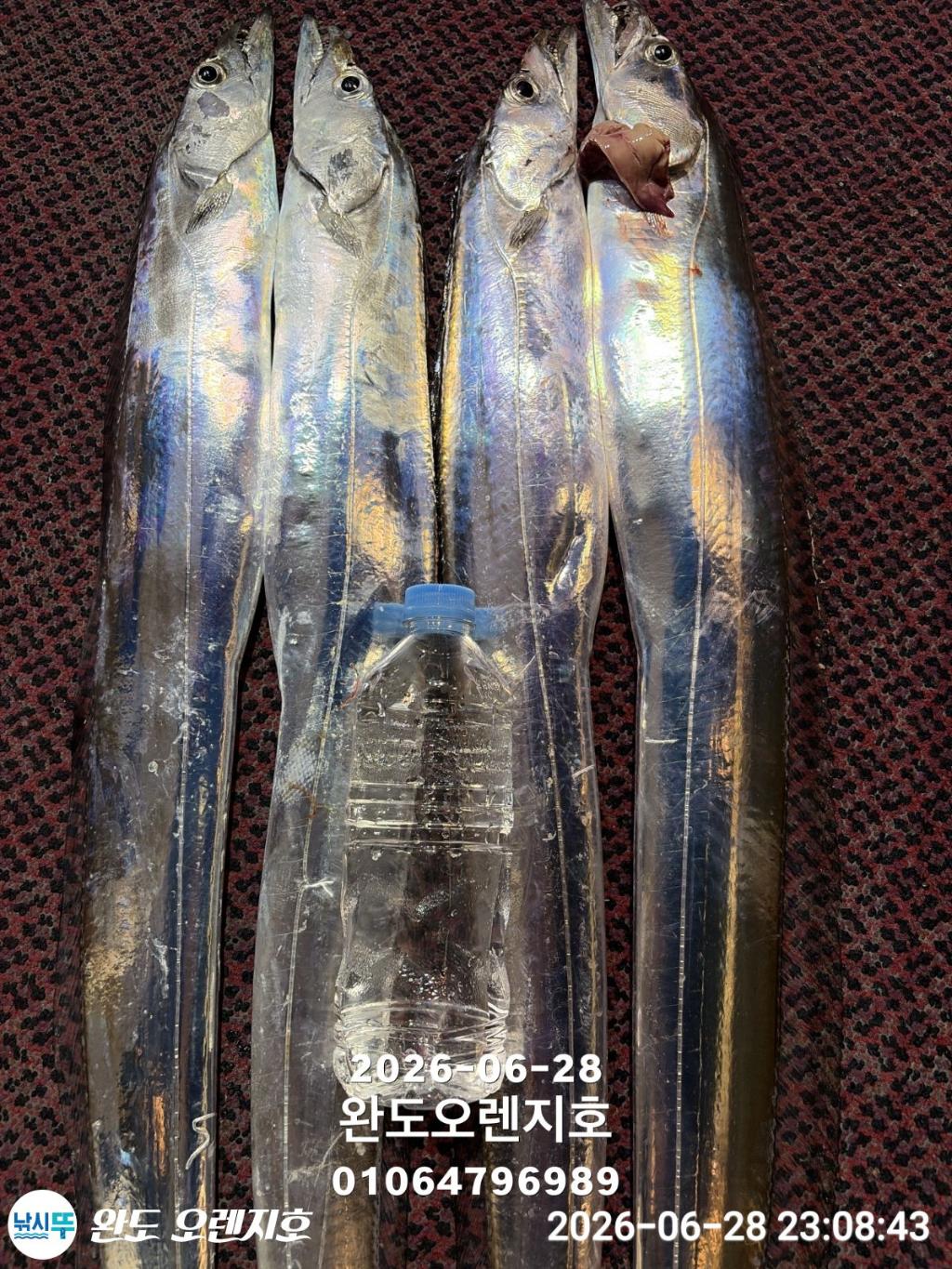 낚시뚜,갈치,완도항,완도 오렌지호,낚시뚜9