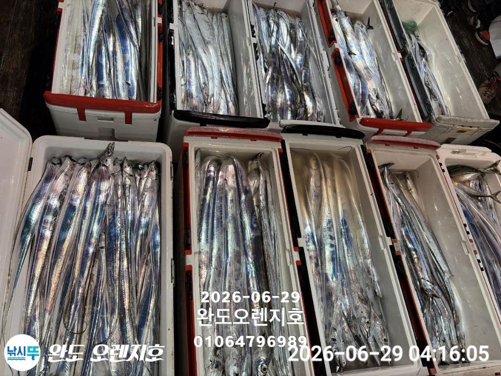 낚시뚜,갈치,완도항,완도 오렌지호,낚시뚜0