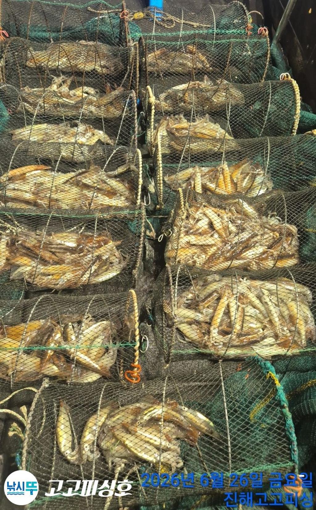 낚시뚜,화살촉오징어,속천항(진해),고고피싱호,낚시뚜19