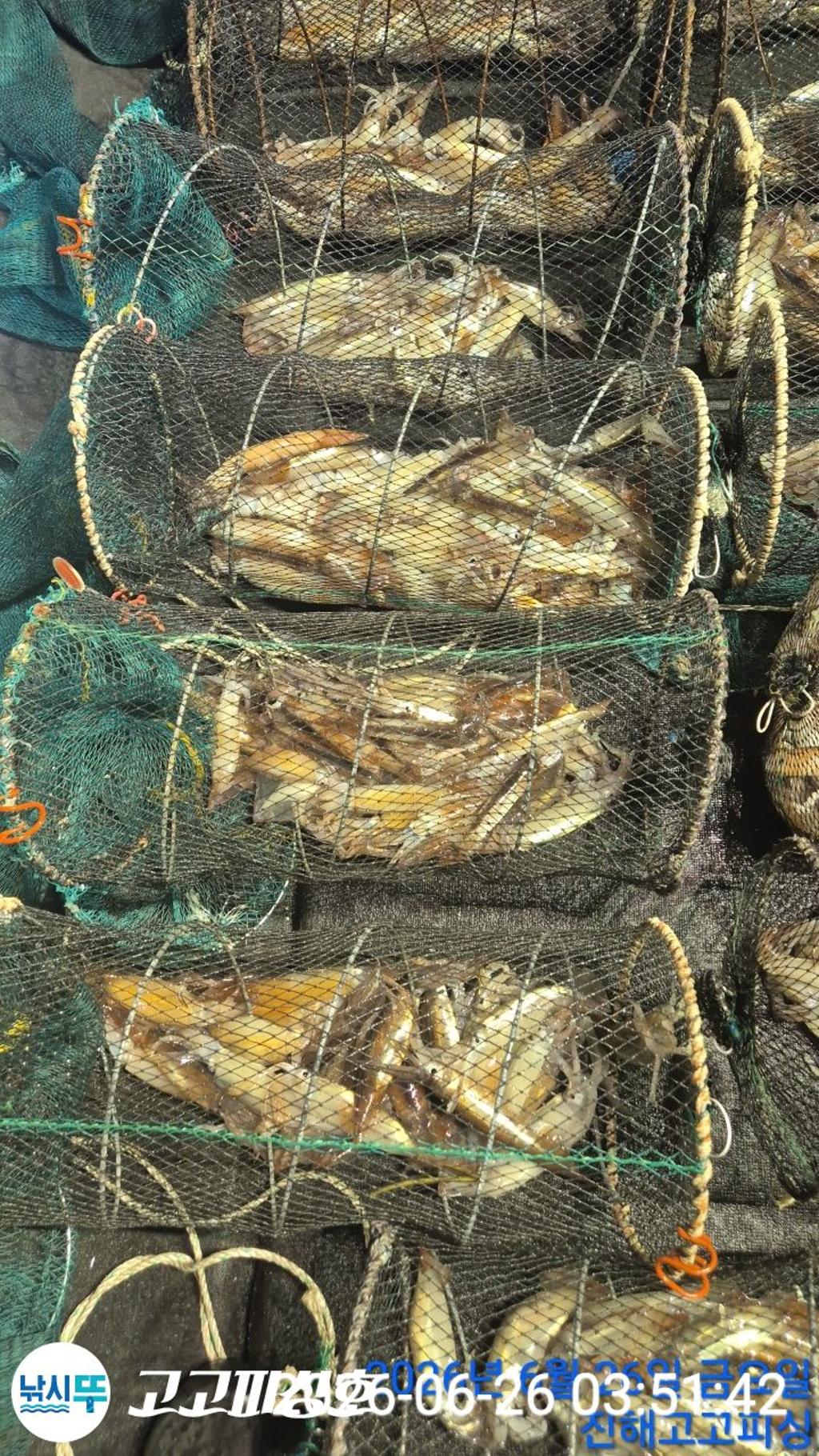 낚시뚜,화살촉오징어,속천항(진해),고고피싱호,낚시뚜17
