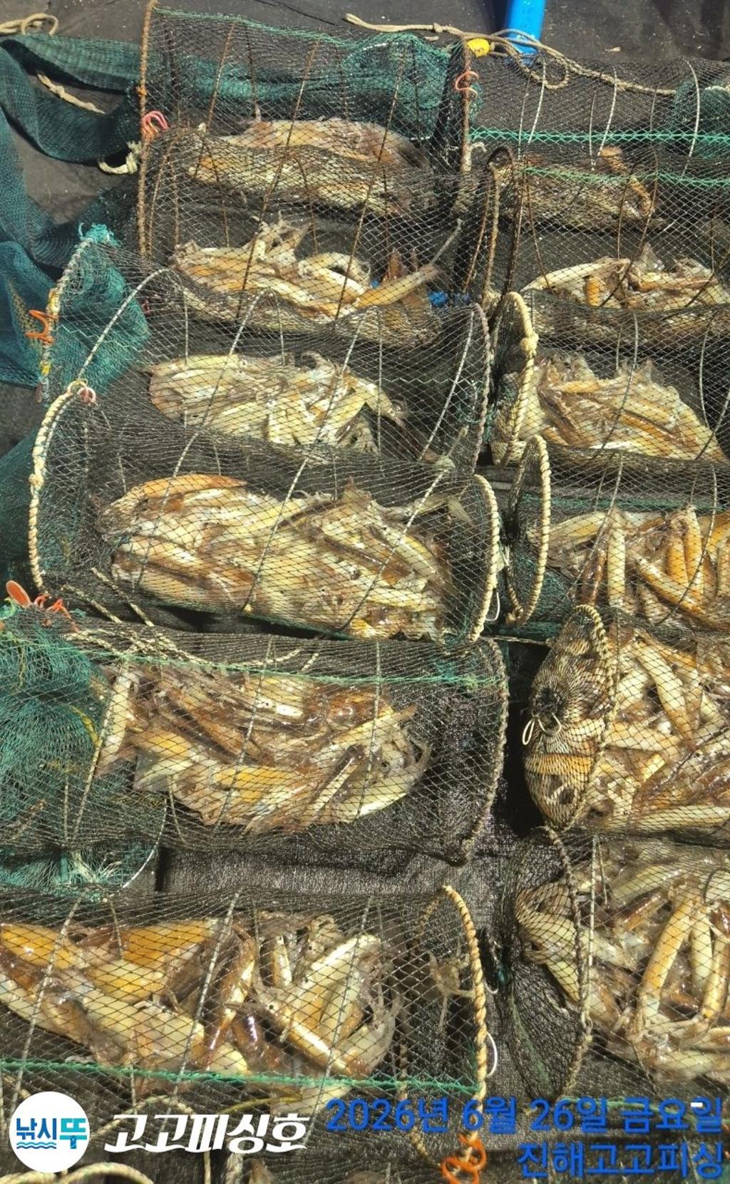 낚시뚜,화살촉오징어,속천항(진해),고고피싱호,낚시뚜14