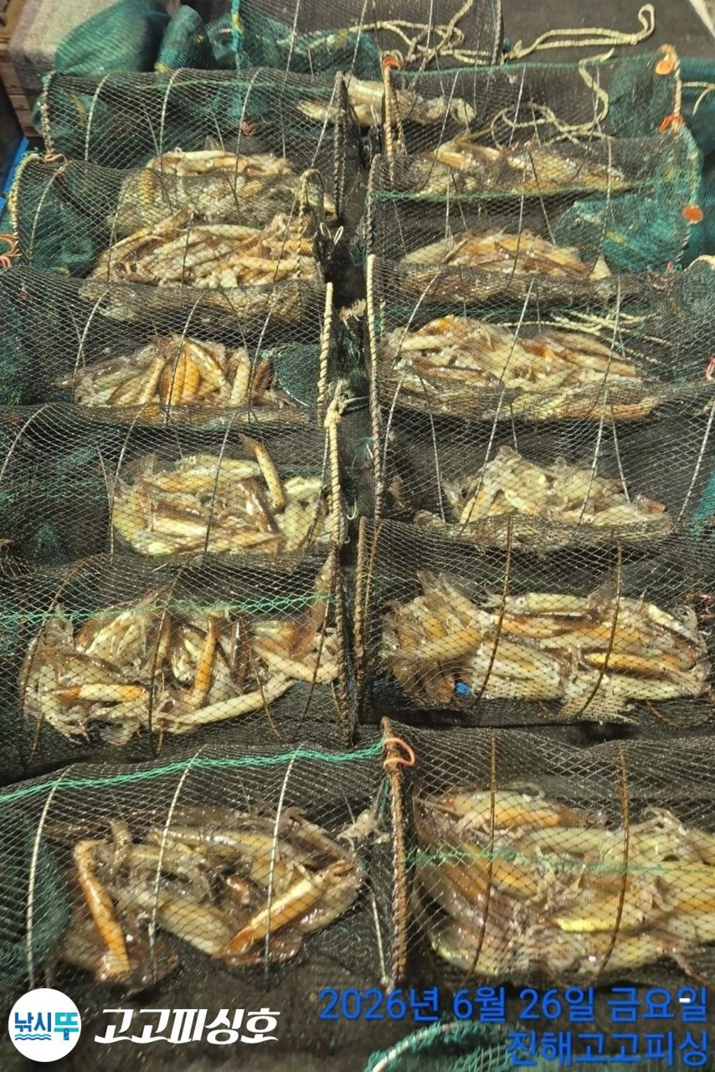 낚시뚜,화살촉오징어,속천항(진해),고고피싱호,낚시뚜13