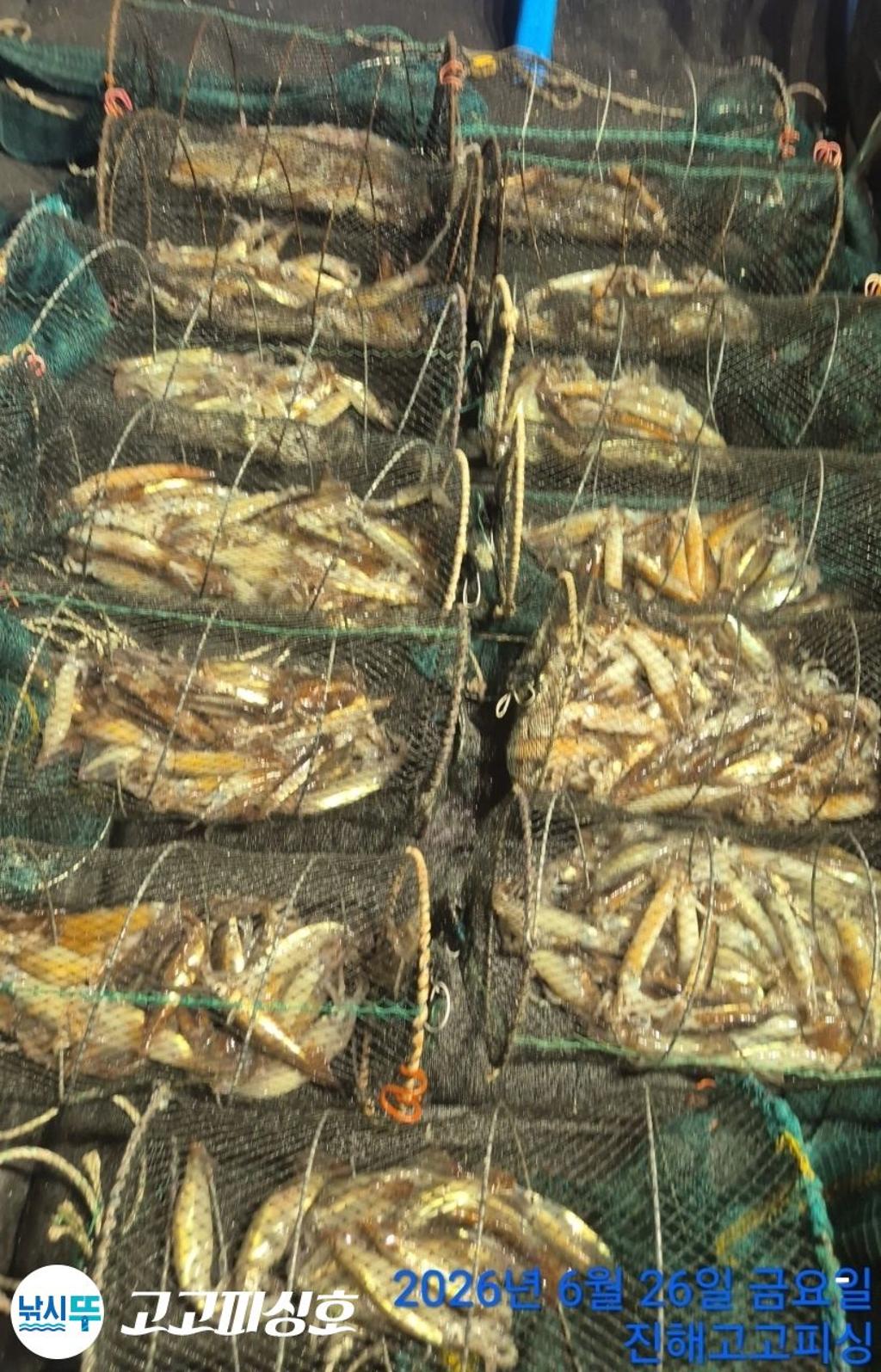 낚시뚜,화살촉오징어,속천항(진해),고고피싱호,낚시뚜12