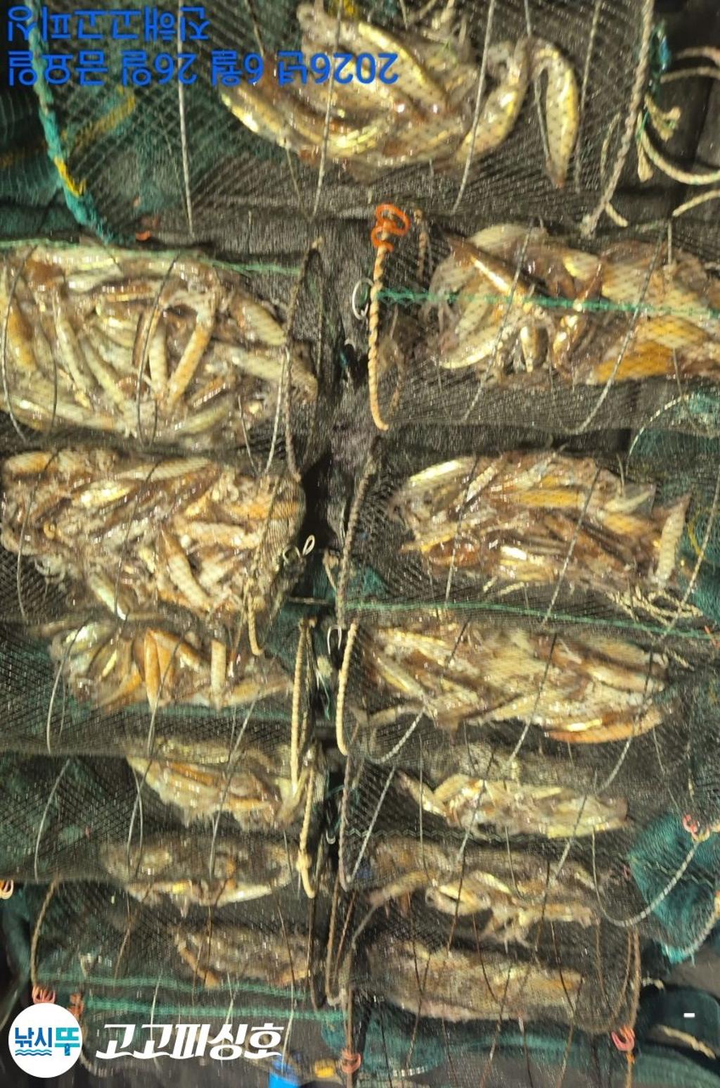 낚시뚜,화살촉오징어,속천항(진해),고고피싱호,낚시뚜11
