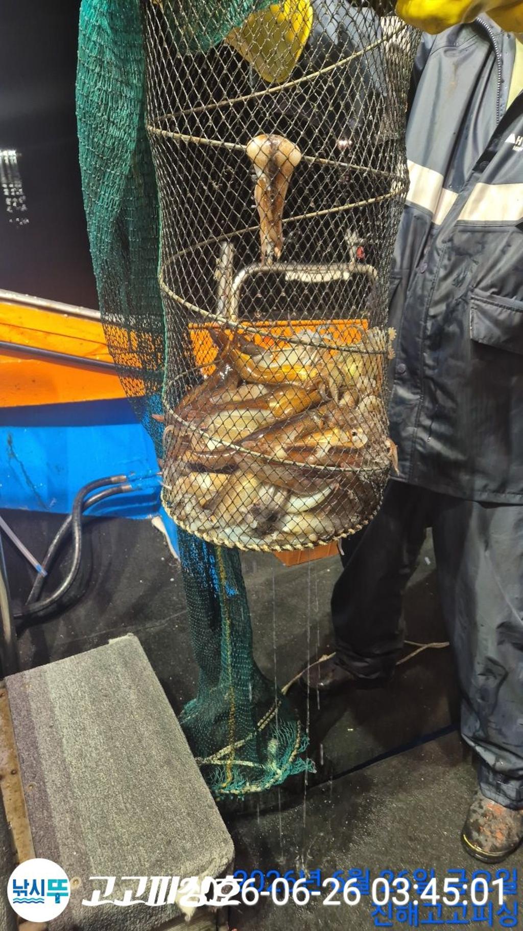 낚시뚜,화살촉오징어,속천항(진해),고고피싱호,낚시뚜7