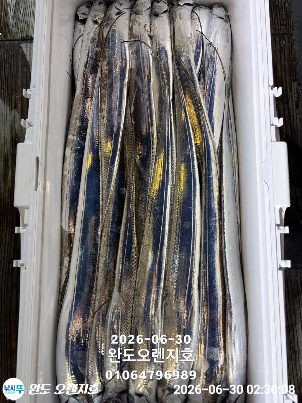낚시뚜,갈치,완도항,완도 오렌지호,낚시뚜23