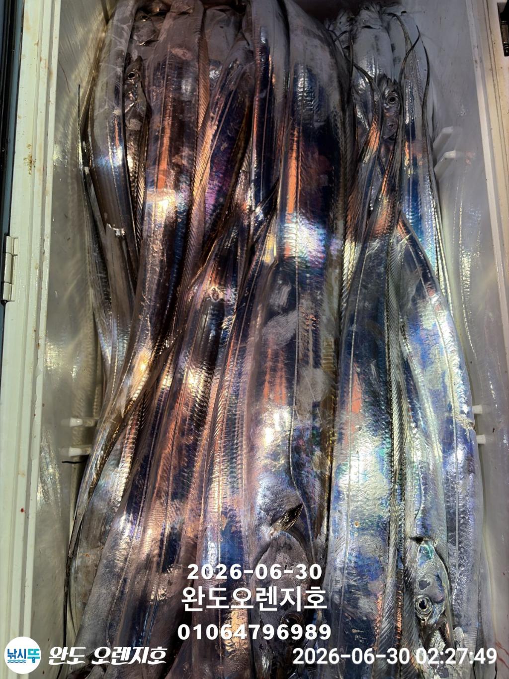 낚시뚜,갈치,완도항,완도 오렌지호,낚시뚜22