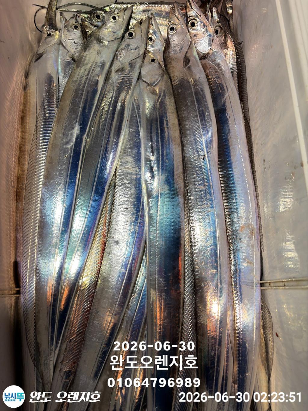 낚시뚜,갈치,완도항,완도 오렌지호,낚시뚜21