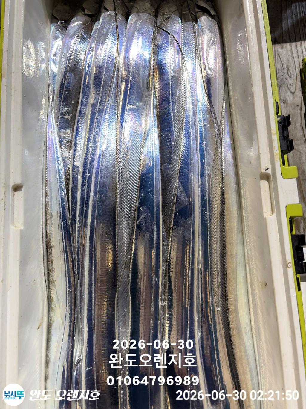 낚시뚜,갈치,완도항,완도 오렌지호,낚시뚜20