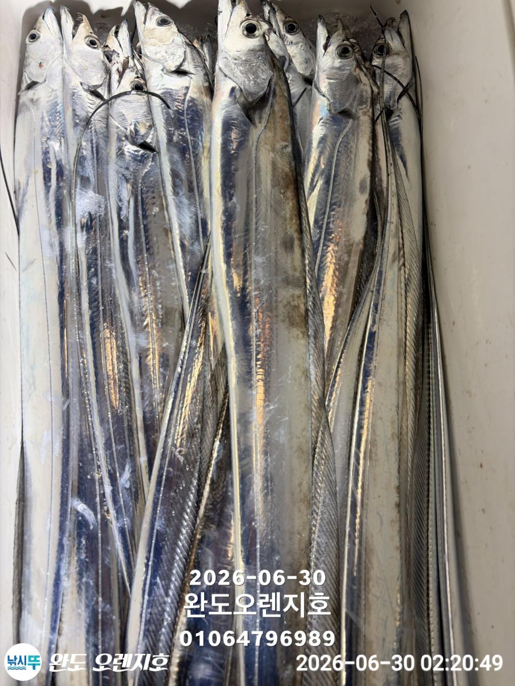 낚시뚜,갈치,완도항,완도 오렌지호,낚시뚜19