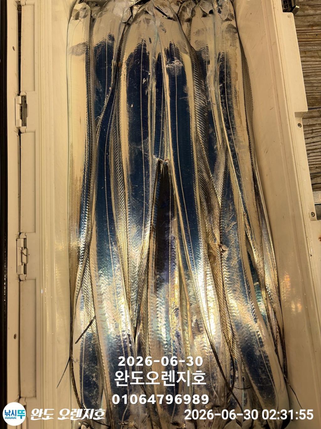 낚시뚜,갈치,완도항,완도 오렌지호,낚시뚜10