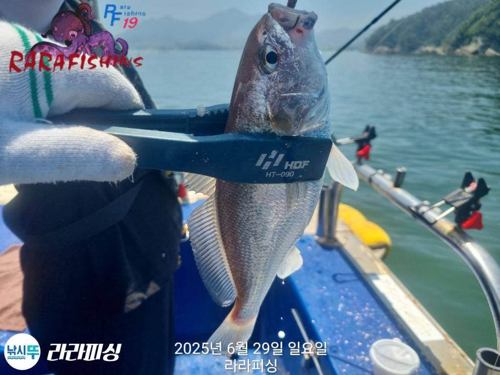 낚시뚜,백조기,속천항(진해),라라피싱,낚시뚜12