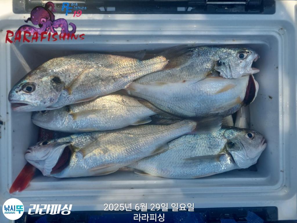 낚시뚜,백조기,속천항(진해),라라피싱,낚시뚜8