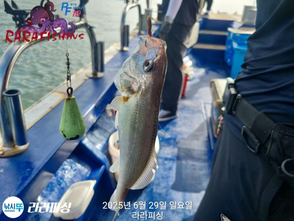 낚시뚜,백조기,속천항(진해),라라피싱,낚시뚜15