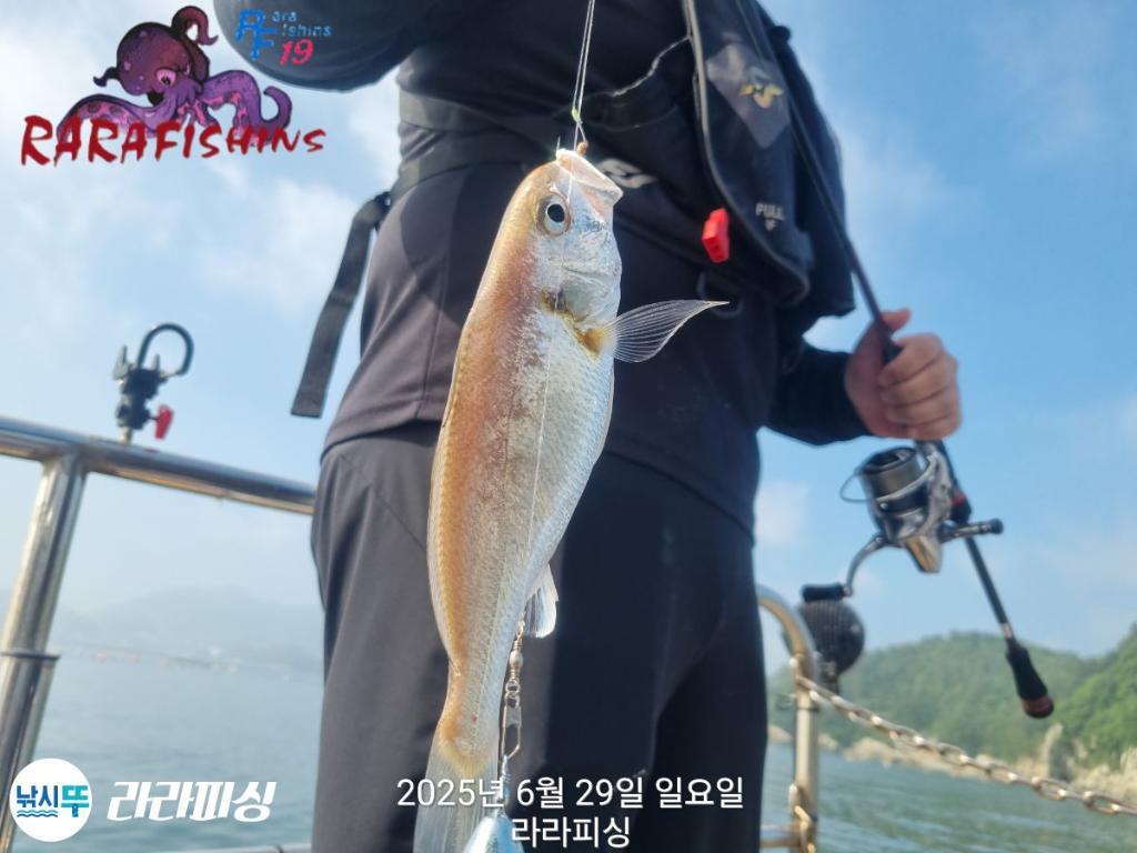 낚시뚜,백조기,속천항(진해),라라피싱,낚시뚜7