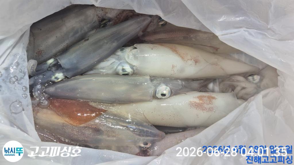 낚시뚜,한치,속천항(진해),고고피싱호,낚시뚜9