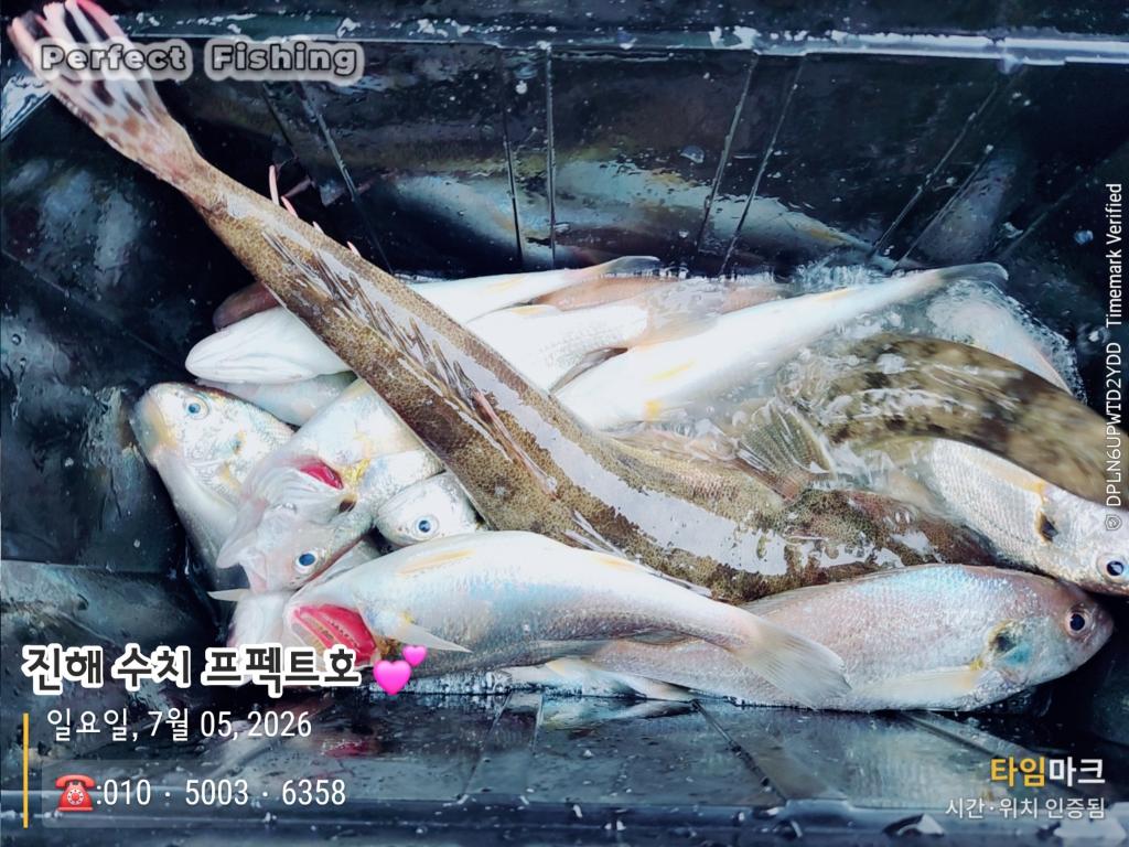 낚시뚜,백조기,진해 수치마을 방파제,퍼펙트호,낚시뚜1
