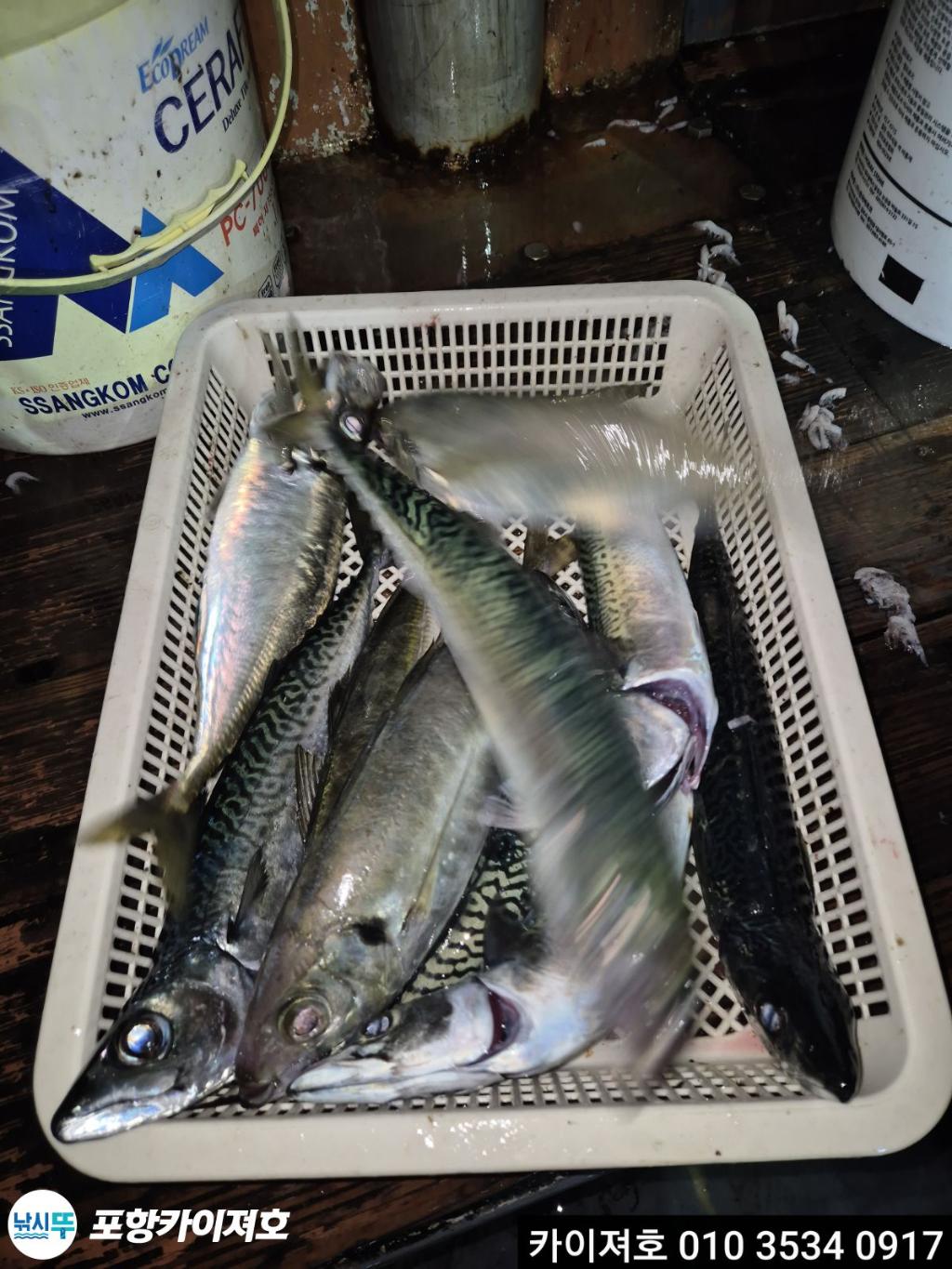 낚시뚜,기타 (직접입력),영일만항,포항카이져호,낚시뚜11