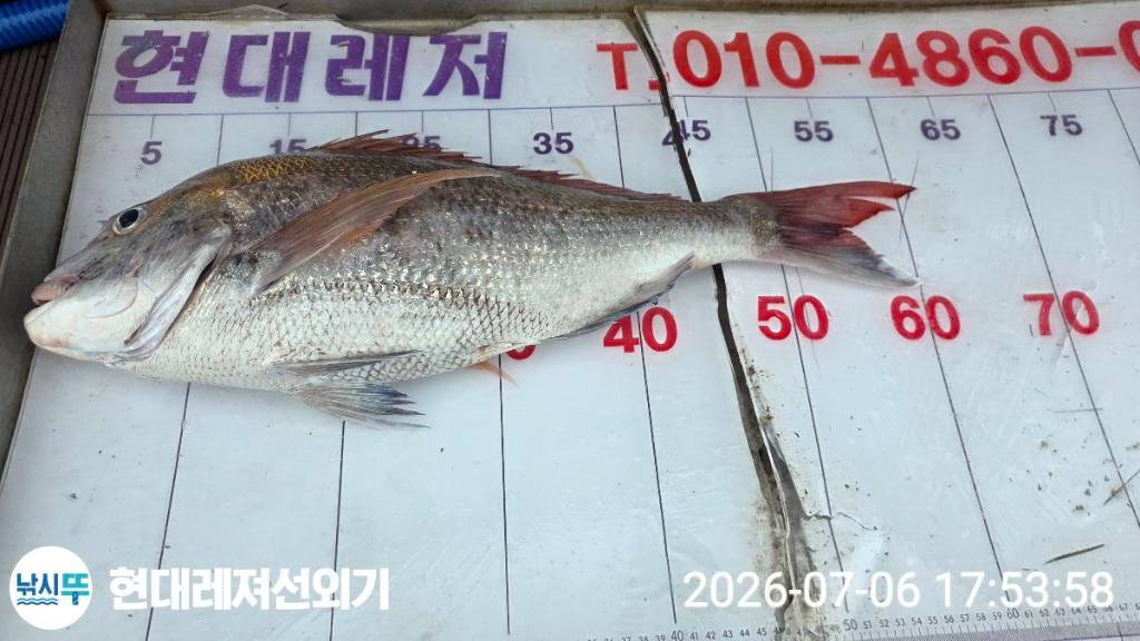 낚시뚜,참돔,풍화상장마을,통영 현대레져선외기,낚시뚜0