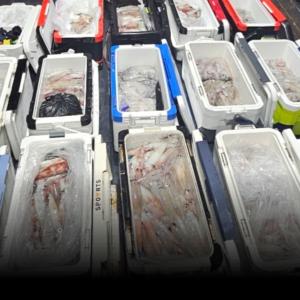 조황, 한치 오늘6분가능!~(오후4시출발)~(수.목.금.일.예약가능)