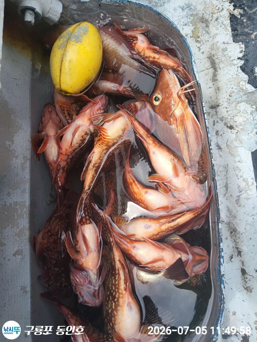 낚시뚜,볼락,쏨뱅이,구룡포항,구룡포 동인호,낚시뚜16