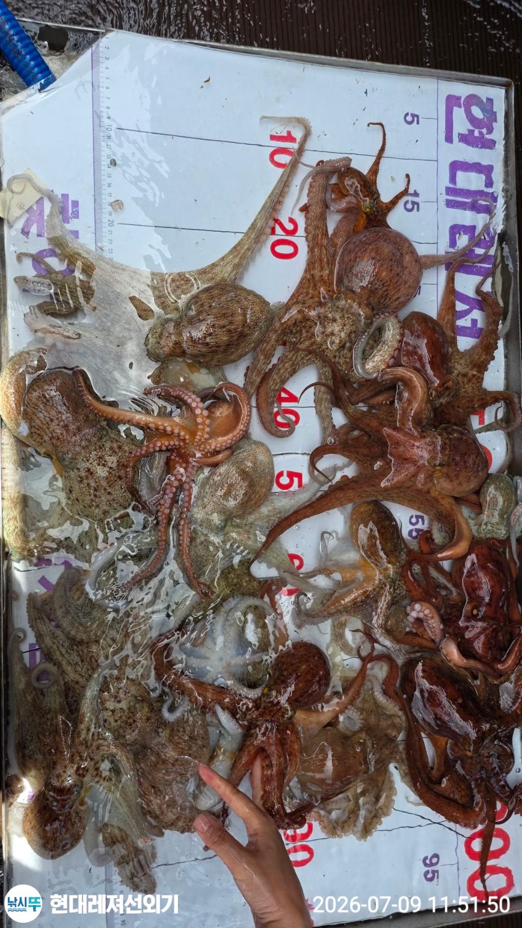 낚시뚜,돌문어,풍화상장마을,통영 현대레져선외기,낚시뚜16