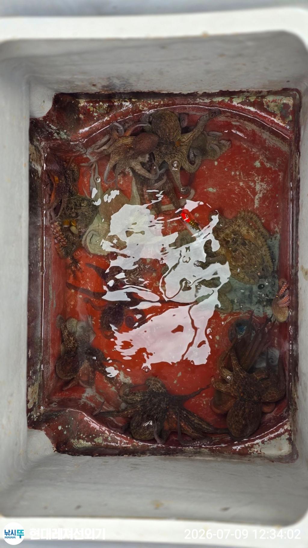 낚시뚜,돌문어,풍화상장마을,통영 현대레져선외기,낚시뚜15