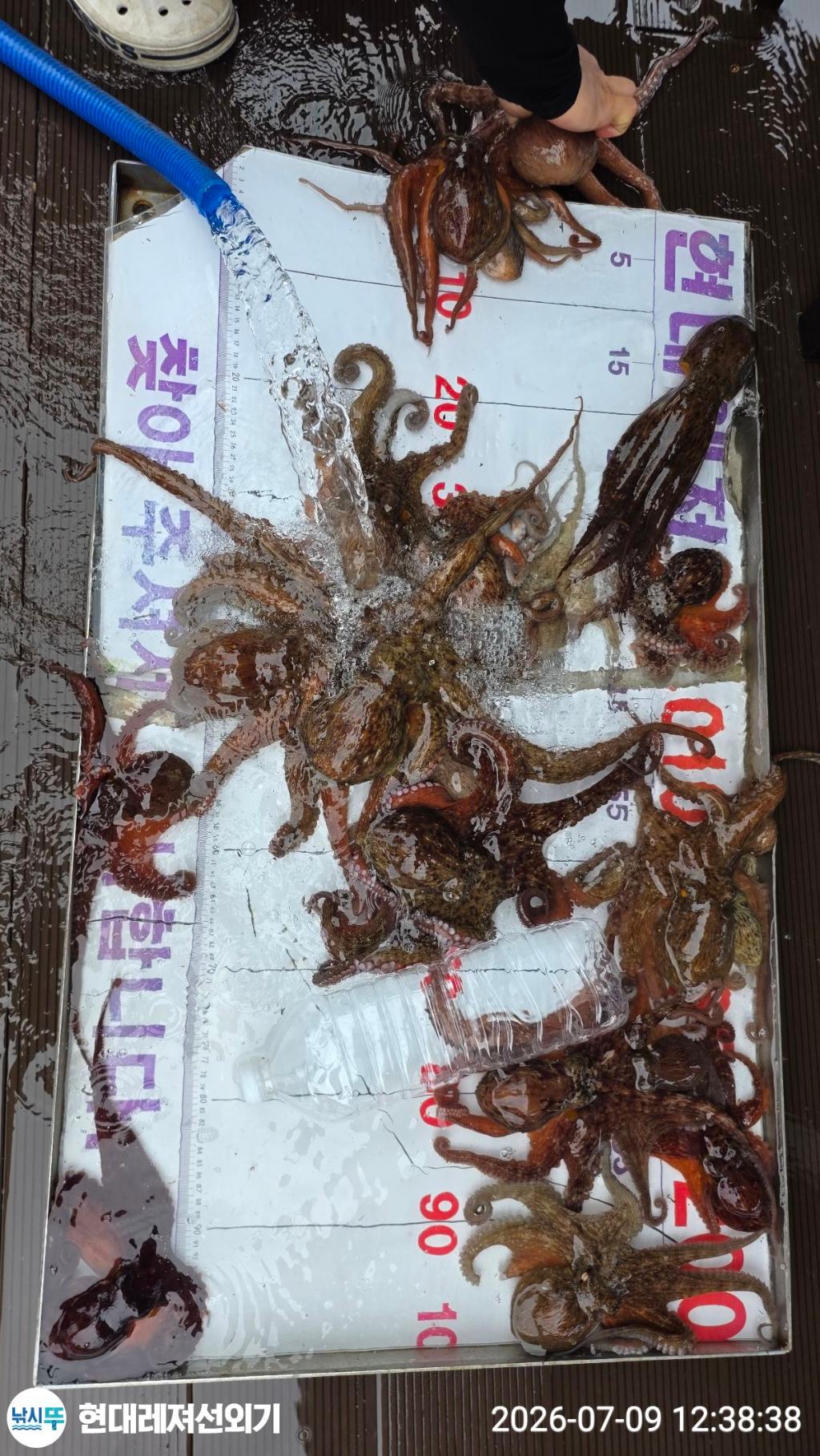 낚시뚜,돌문어,풍화상장마을,통영 현대레져선외기,낚시뚜14